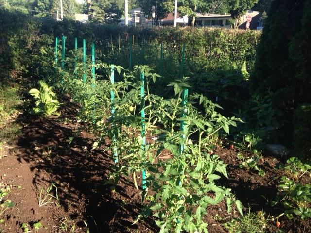 Vegetable Garden