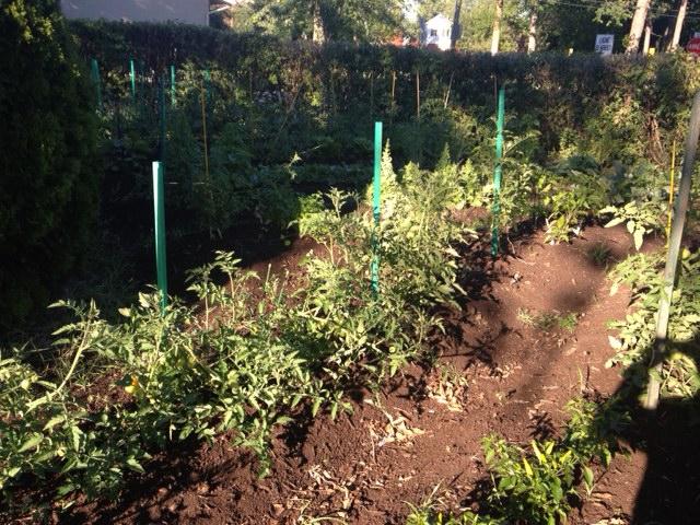 Vegetable Garden