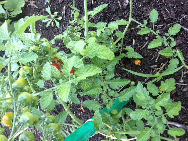 Vegetable Garden