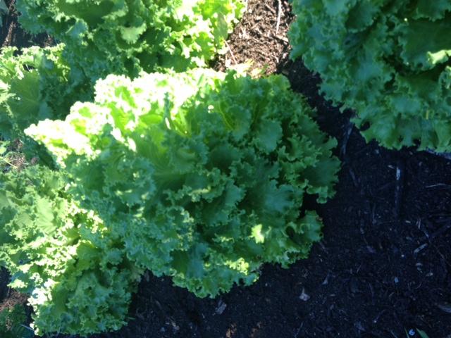 Vegetable Garden