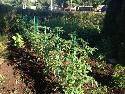 Vegetable Garden